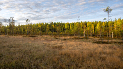 Obraz premium Paysage de Laponie en Finlande à l'automne
