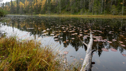 Paysage de Laponie en Finlande à l'automne dans le Parc National d'Oulanka