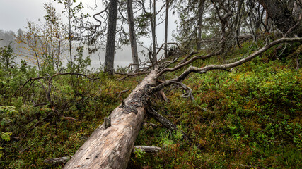 Fototapeta premium Paysage de Laponie en Finlande à l'automne dans le Parc National d'Oulanka