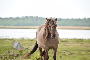 Fototapeta premium Wild horses grazing near river in green landscape