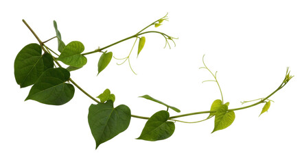 Fototapeta premium Isolated Ipomoea plant vine with heart-shaped leaves, winding stems, climbing floral beauty