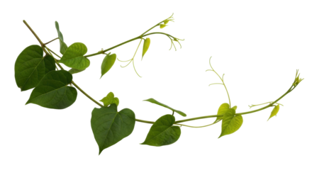 Isolated Ipomoea plant vine with heart-shaped leaves, winding stems, climbing floral beauty