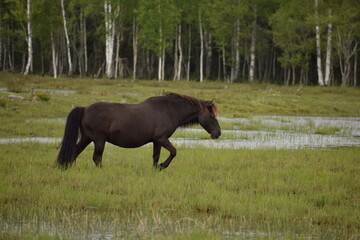 Fototapeta premium Wild horses grazing near river in green landscape