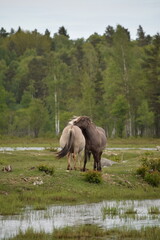 Fototapeta premium Wild horses grazing near river in green landscape