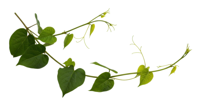 Isolated Ipomoea plant vine with heart-shaped leaves, winding stems, climbing floral beauty