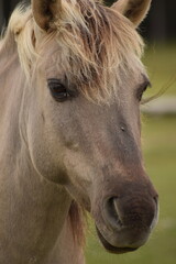 Obraz premium Wild horses grazing near river in green landscape