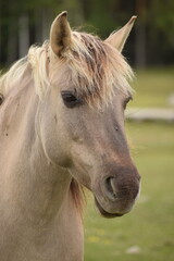Obraz premium Wild horses grazing near river in green landscape