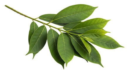 Isolated tree branch with lush green leaves, fresh foliage with botanical nature view