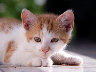 uważny kot © wojciech halama