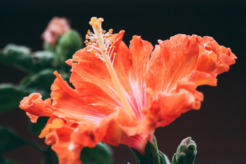 red and yellow flower © Eduardo