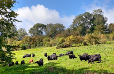 English rural scene with cows