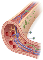 Detailed Cross-Sectional Anatomical Rendering of Lymphatic and Blood Vessels with Cellular Movement Microvascular Anatomy Permeability, Inflammation, and Cellular Trafficking in Tissue Cross-Section