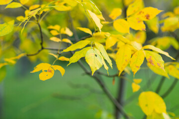  This is stock photo shows  Yellow Autumn Foliage Background
