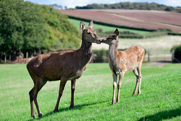 Red Deer Mother & Offspring