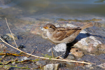 a sparrow on the river bank

