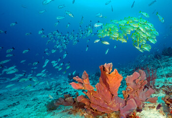 Ribbon sweetlips, Plectorhinchus polytaenia, Raja Ampat Indonesia.