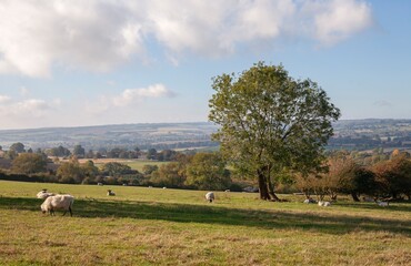 Farmland near Hidcote Bartrim, Cotswolds, England