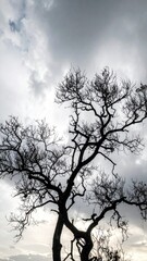Silhouette of a Tree Against Dramatic Cloudy Sky Contrasting Dark Branches Against Bright Sunlight Creates a Powerful Image