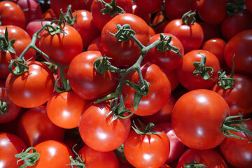 Freshly picked red tomatoes lying in a box. Bountiful harvest of red tomato.