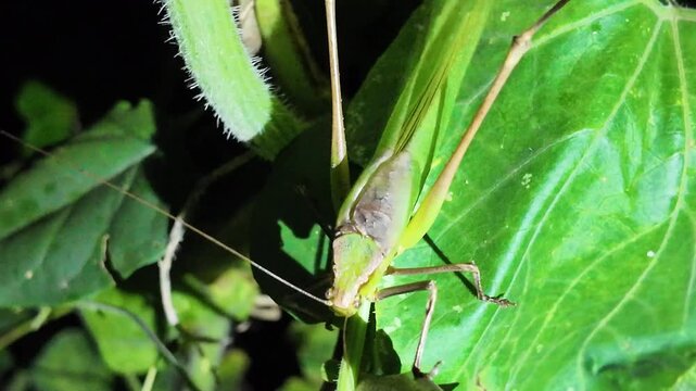 This 4K video shows a South China bush-cricket (Saga pedo) hunting at night. Perfect for insect research, education, and nature documentaries, highlighting its behavior and ecology.