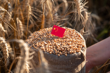 Sack of wheat with a Chinese flag in a girl's hands. Close-up of a sack with golden wheat grain, in which a small China flag is inserted, symbolizing export and agricultural trade