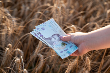 A woman's hand holds hryvnias over ears of wheat. Woman holding a fan of 1000 hryvnia banknotes over wheat, the value of the Ukrainian harvest and the profit of the agricultural sector