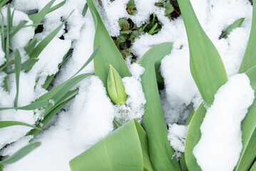 Unopened tulip buds in spring snow. Green, unopened tulip buds lie covered in unpredictable spring snow on the ground