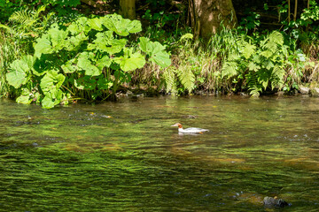Duck swimming on surface of river mountain.