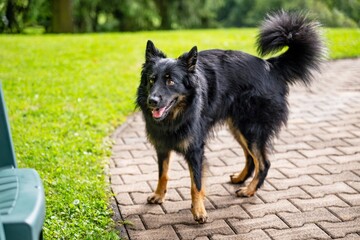 Bohemian shepherd stands on pavement and stares at empty chair near meadow and forest.