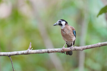 White-faced Jay  (Garrulus glandarius) bird perching on branch. Bird watching in natural habitats in the forest.