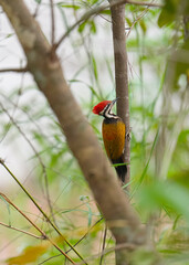 Common Flameback (Dinopium javanense) bird perching on the tree. Bird watching in natural habitats in the forest.