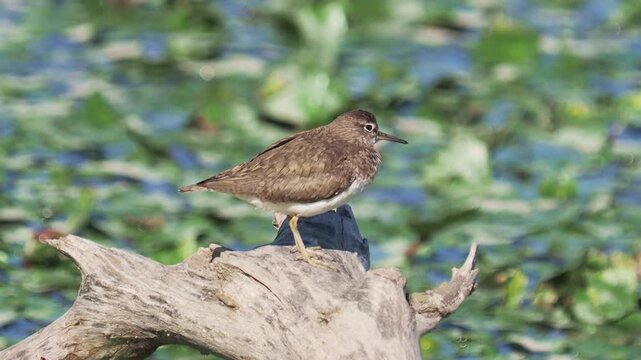 The green sandpiper on a log in a river, Tringa ochropus