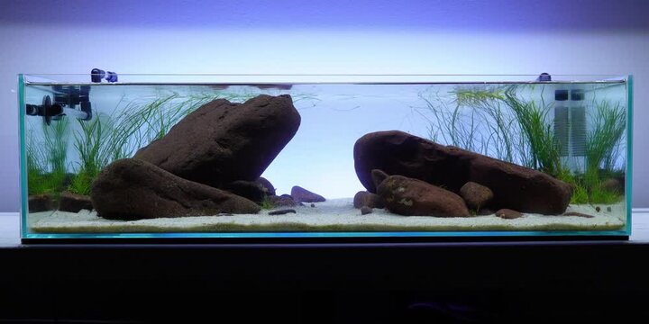 Pea Puffers Dwarf puffer fish aquascape