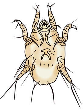 Otodectes cat dog ear mite