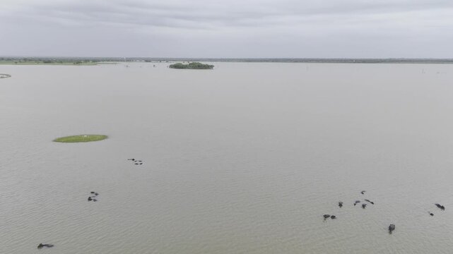 Meja Dam, Bhilwara, Rajasthan during monsoon, showing three buffaloes wading in water, a small round grassy patch in the midground, with trees, lush green fields, & a cloudy sky in background