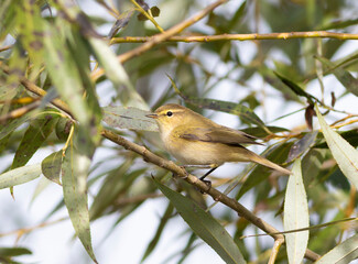 Common chiffchaff, Phylloscopus collybita. In the morning, a bird sits on a branch
