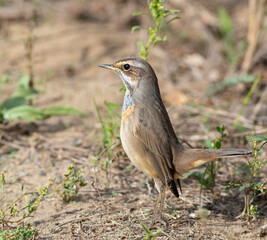 Bluethroat, Luscinia svecica. A young male bird stands on the ground by the riverbank
