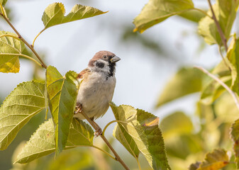Eurasian tree sparrow, Passer montanus. A bird is sitting on a branch
