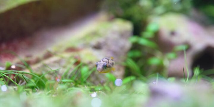 Pea Puffers Dwarf puffer fish aquascape