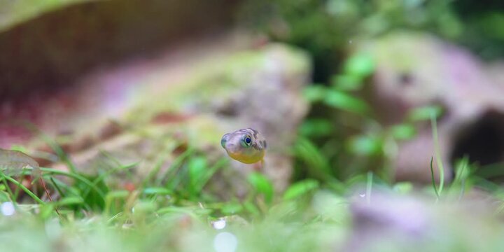 Pea Puffers Dwarf puffer fish aquascape