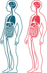 Anatomical human body illustration showing internal organs, a medical diagram for education and healthcare, rendered from a scalable vector graphic