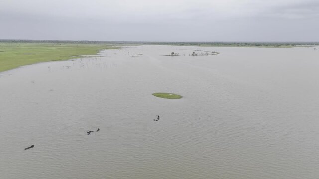 Meja Dam, Bhilwara, Rajasthan during monsoon, showing three buffaloes wading in water, a small round grassy patch in the midground, with trees, lush green fields, & a cloudy sky in background