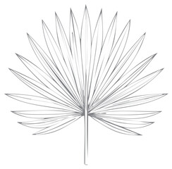 Simple Hand Drawn Fan Palm Leaf Silhouette Line Art