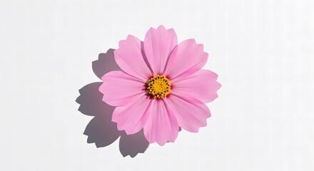 Minimalist Pink Cosmos Flower with Golden Center and Dramatic Shadow on Bright White