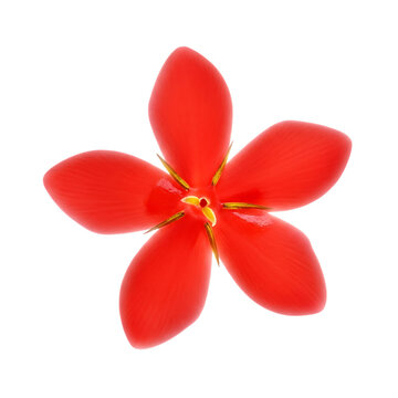 Vibrant red ixora flower isolated on a black background