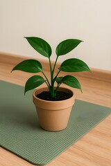 Obraz premium Green indoor plant on yoga mat corner