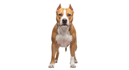 Isolated American Staffordshire Terrier standing up, posing for studio portrait photo