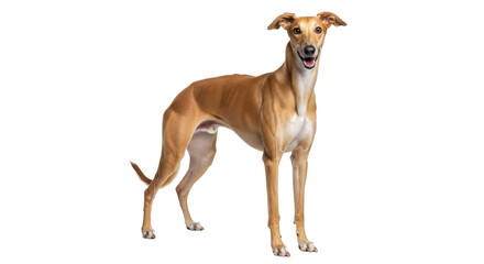 Isolated dog posing in studio profile shot of tan greyhound breeds with long neck
