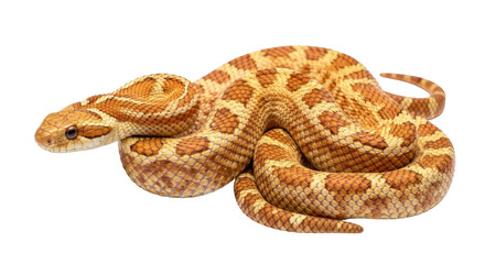 Isolated Snake with Orange and Tan Patterned Scales Coiled Up Reptile with Round Eyes