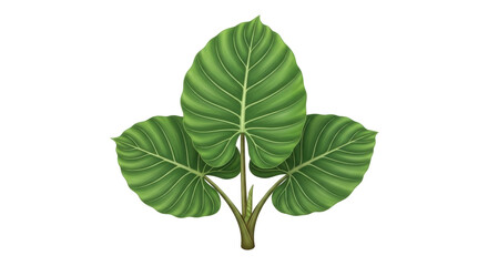 Isolated tropical elephant ear plant with decorative leaves, vibrant color and intricate pattern